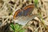 90284 – Photo : Michel Ehrhardt – France (68)