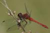 90870 – Photo : Michel Ehrhardt – France (68)