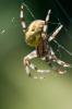 90601 – Photo : Julien Ars – France (56)