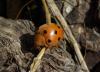 90646 – Photo : Michel Ehrhardt – France (68)