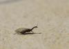 90083 – Photo : Alain Chappuis – France (74)