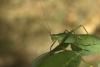 90397 – Photo : Michel Renou – France (91)