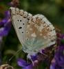90865 – Photo : Pelouard – France (11)