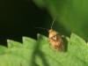 90134 – Photo : Sylvain Houpert – France (91)