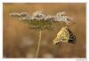 90628 – Photo : Denis Girard – France (83)