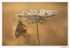 90629 – Photo : Denis Girard – France (83)
