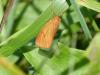 90469 – Photo : Remy GENTNER – France (67)