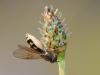 90789 – Photo : Sylvain Houpert – France (77)