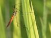 90128 – Photo : Sylvain Houpert – France (91)