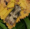 90709 – Photo : Pelouard – France (72)
