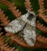 90730 – Photo : Pelouard – France (72)
