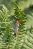 90626 – Photo : Thierry Madigou – France (35)