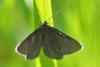 90449 – Photo : Pierre SENGEZ – France (04)