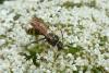90388 – Photo : Patrick Le Mao – France (35)