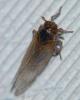 90131 – Photo : Jean-Jacques PORTENEUVE – France (43)