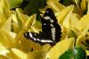 90129 – Photo : Barrie Yorke – France (31)
