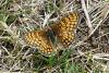 90130 – Photo : Barrie Yorke – France (31)