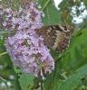 90647 – Photo : Josselyne Bayle – France (09)