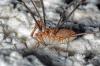 90838 – Photo : Christophe Quintin – France (21)