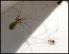 Scytodes thoracica