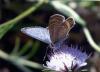 90846 – Photo : Sabatino Ugo – France (84)