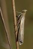 90230 – Photo : Marc Solari – France (68)