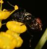 90826 – Photo : Christine DEVILLERS – Belgique