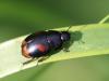 90133 – Photo : Sylvain Houpert – France (91)