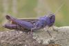 90961 – Photo : Cedric Mroczko – France (06)