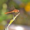 90024 – Photo : Josselyne Bayle – France (33)