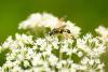 90148 – Photo : Michel Mathieu – France (14)