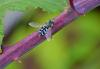 90827 – Photo : Josselyne Bayle – France (33)