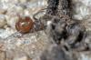 90707 – Photo : Christophe Quintin – France (22)