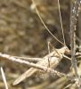 90239 – Photo : Axel Dehalleux – France (34)