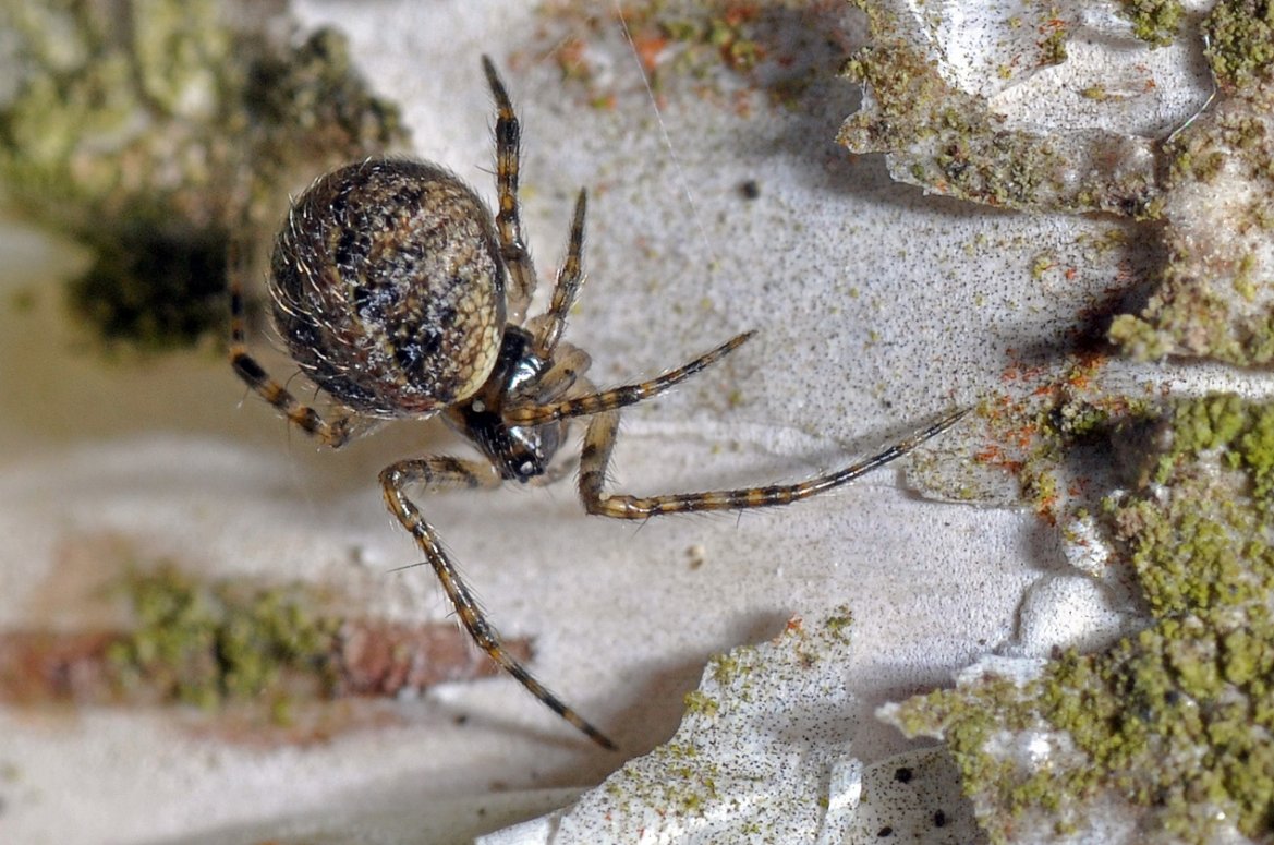 Christophe Quintin - Theridion sp. - réf. 90958 (1169 x 775 pixels, 194 ko)