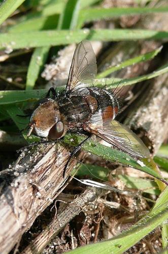 Gonia sp.