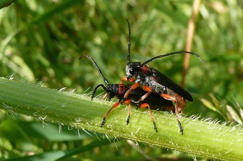 Phytoecia affinis affinis