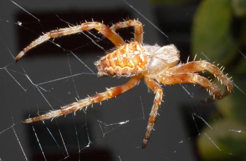 Araneus diadematus