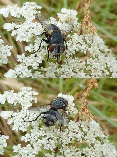 Réf. 91 291 : Pseudogonia sp.