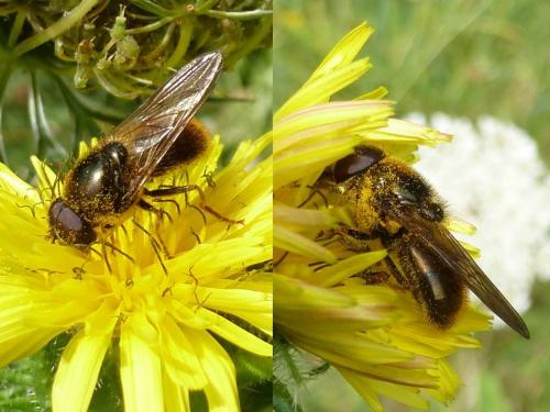 Cheilosia sp.