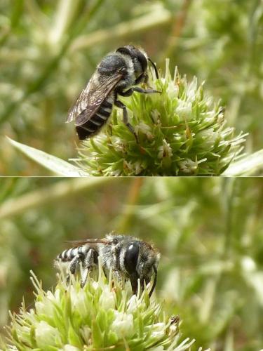Réf. 91 519 : Megachile rotundata