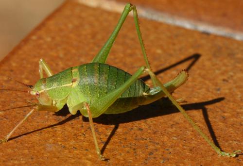 Barbitistes fischeri