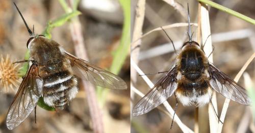 Réf. 91 867 : Bombylius cruciatus