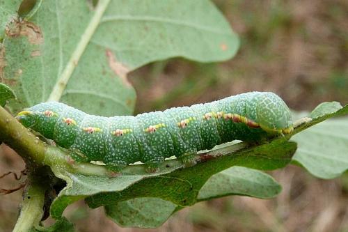Drymonia querna