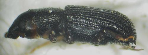 Stenoscelis submuricata