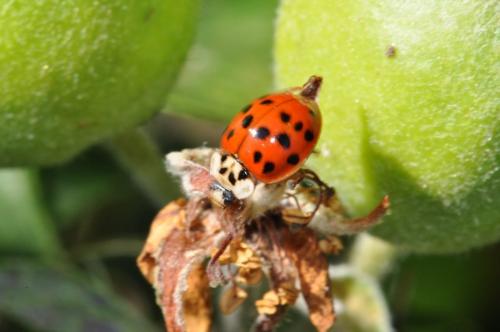 Harmonia axyridis