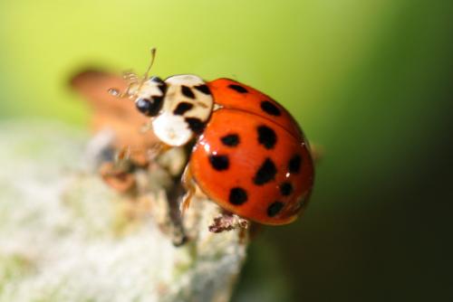 Harmonia axyridis