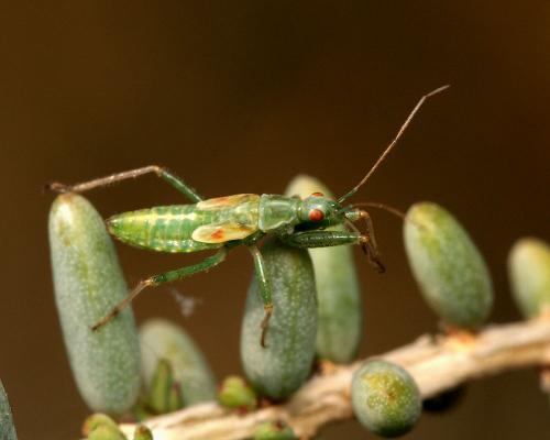 Réf. 91 832 : Nabis viridulus