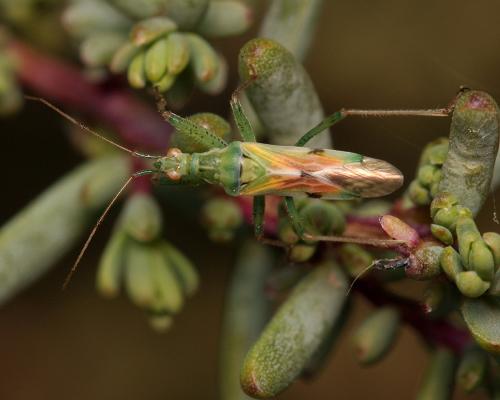 Nabis viridulus