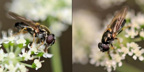Cheilosia scutellata